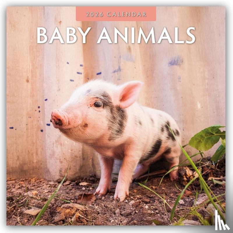 Red Robin - Baby Animals 2026 Square Wall Calendar