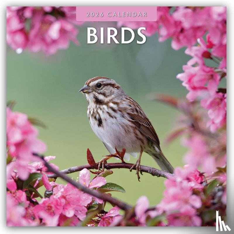 Red Robin - Birds 2026 Square Wall Calendar