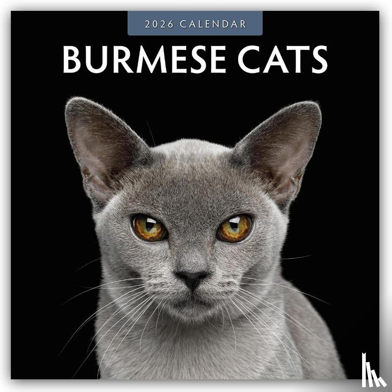 Red Robin - Burmese Cats 2026 Square Wall Calendar