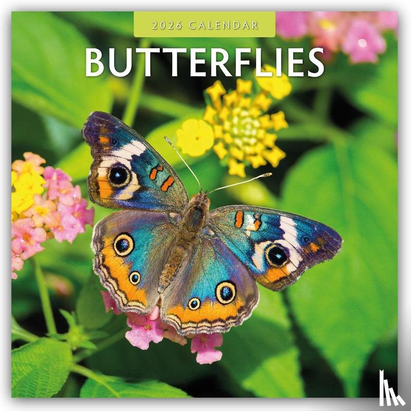 Red Robin - Butterflies 2026 Square Wall Calendar