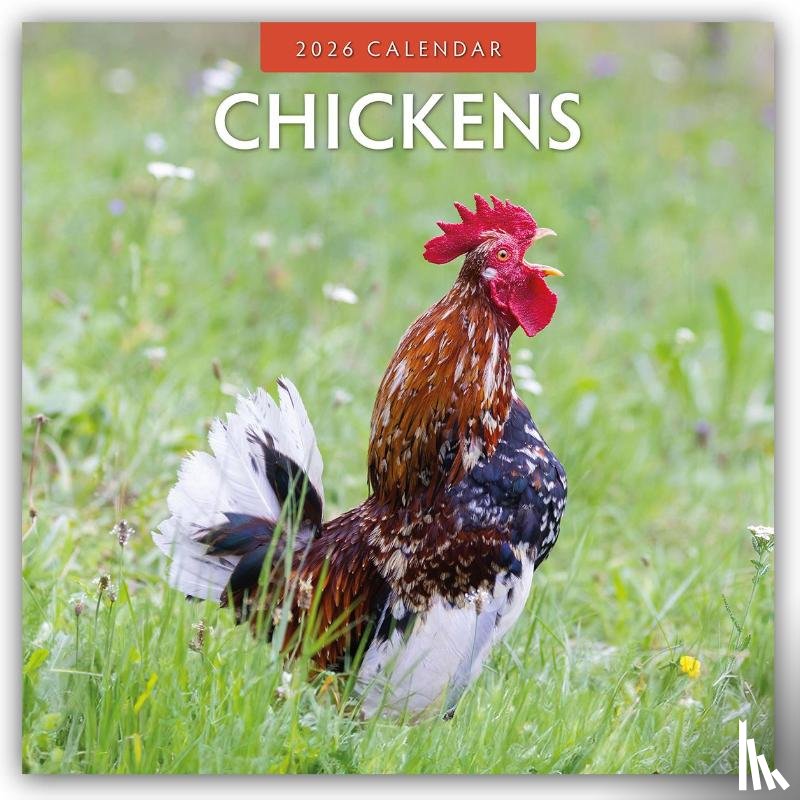 Red Robin - Chickens 2026 Square Wall Calendar