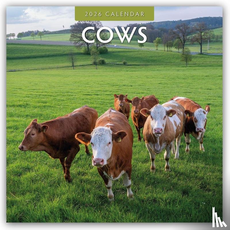 Red Robin - Cows 2026 Square Wall Calendar