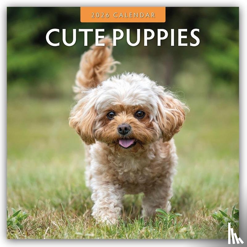 Red Robin - Cute Puppies 2026 Square Wall Calendar