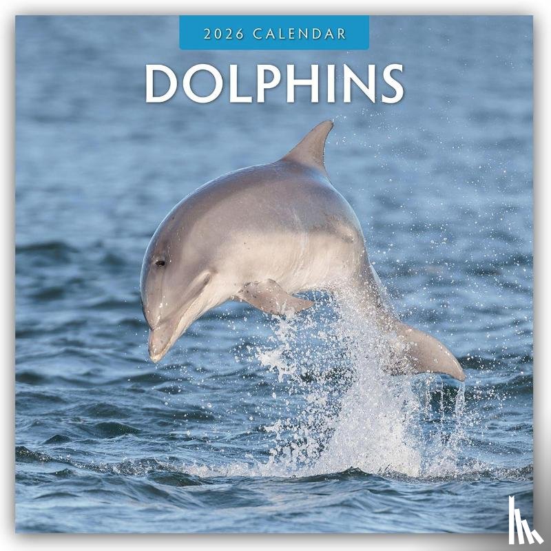 Red Robin - Dolphins 2026 Square Wall Calendar