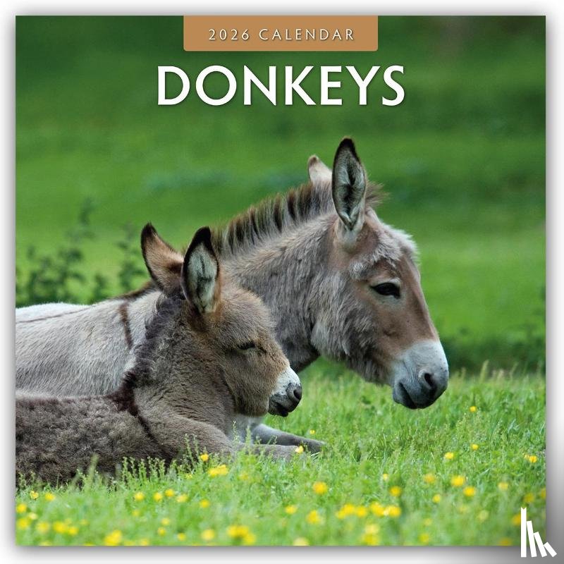 Red Robin - Donkeys 2026 Square Wall Calendar