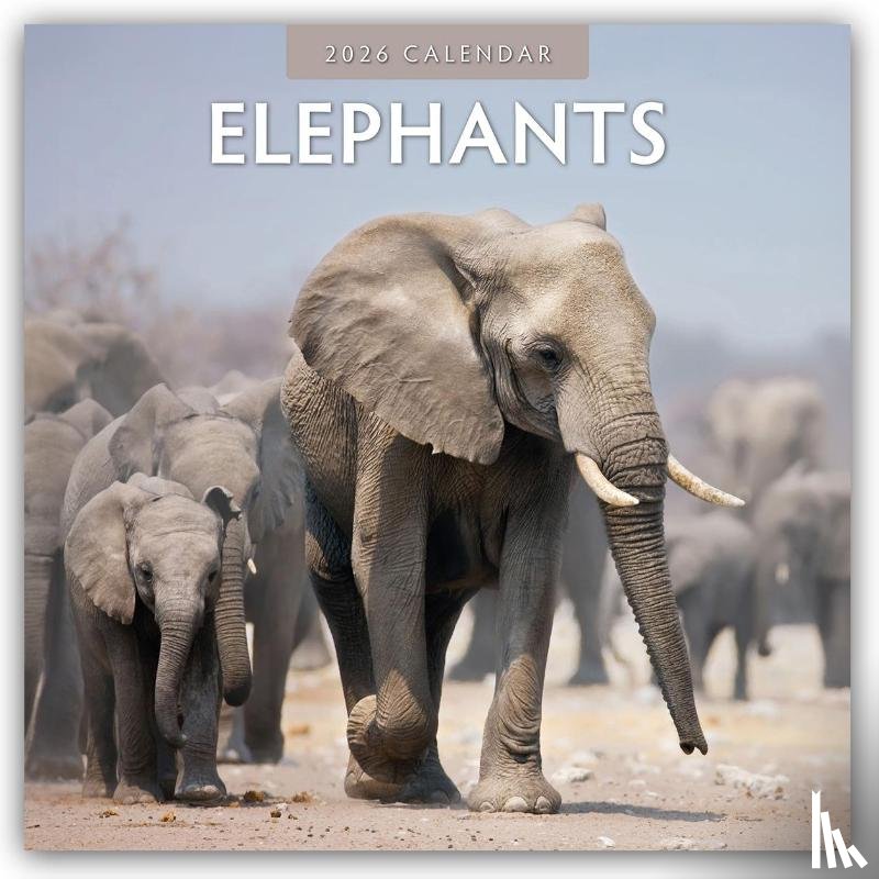 Red Robin - Elephants 2026 Square Wall Calendar