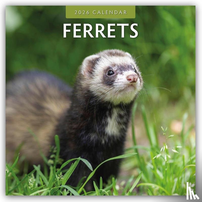 Red Robin - Ferrets 2026 Square Wall Calendar