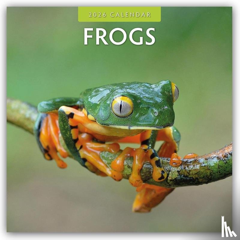 Red Robin - Frogs 2026 Square Wall Calendar