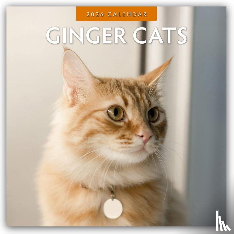 Red Robin - Ginger Cats 2026 Square Wall Calendar