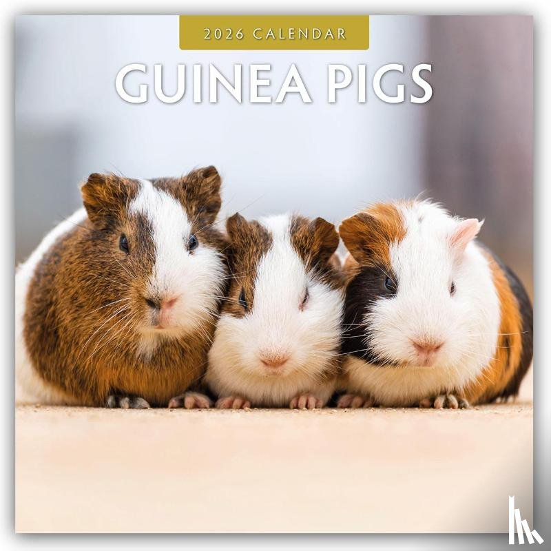 Red Robin - Guinea Pigs  2026 Square Wall Calendar