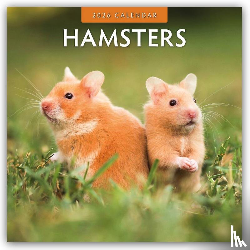 Red Robin - Hamsters  2026 Square Wall Calendar