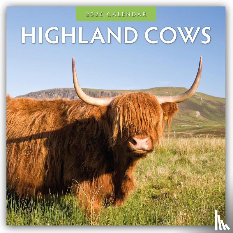 Red Robin - Highland Cows 2026 Square Wall Calendar