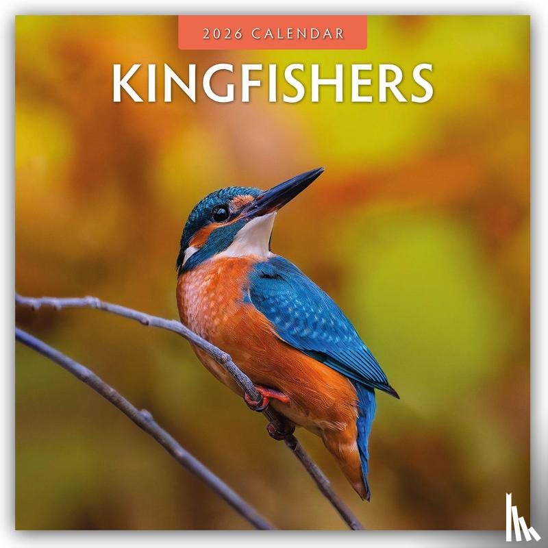 Red Robin - Kingfishers 2026 Square Wall Calendar