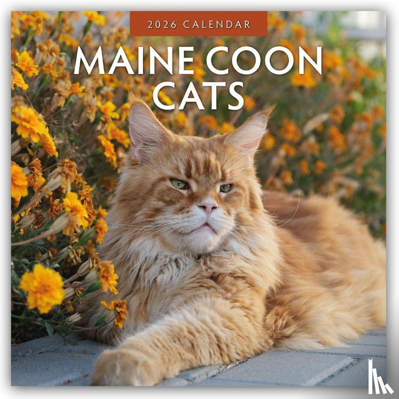Red Robin - Maine Coon Cats 2026 Square Wall Calendar