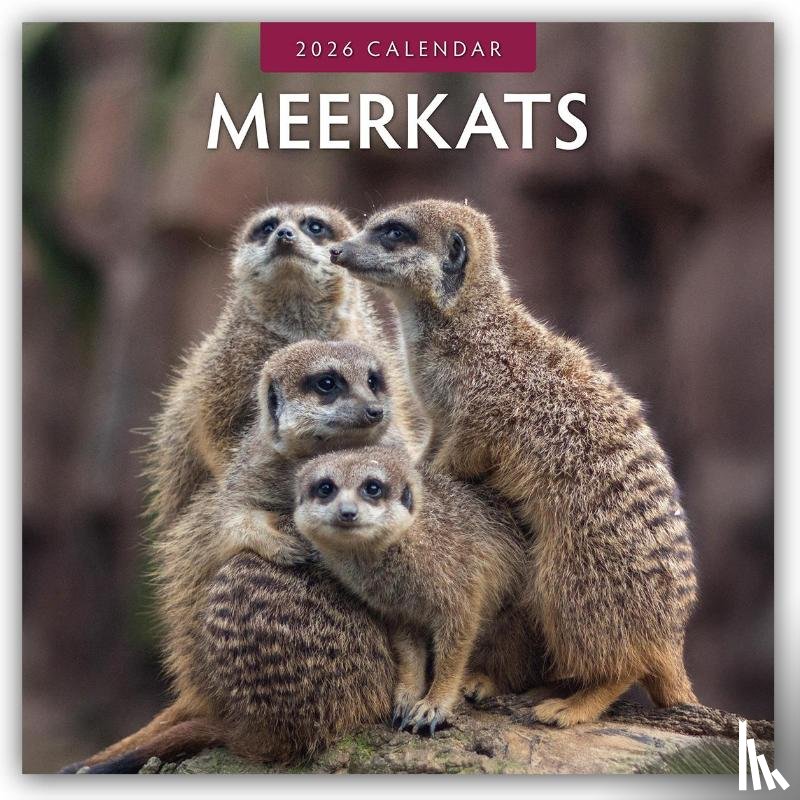Red Robin - Meerkats 2026 Square Wall Calendar