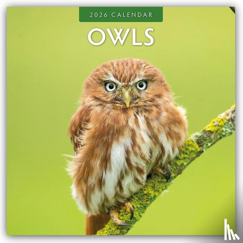 Red Robin - Owls  2026 Square Wall Calendar