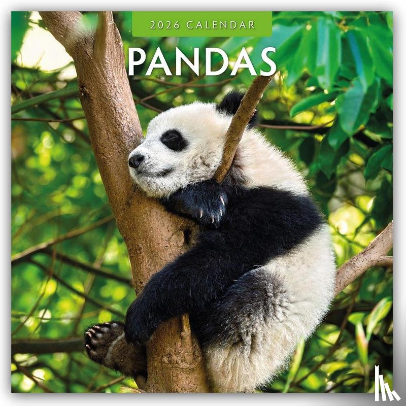 Red Robin - Pandas 2026 Square Wall Calendar