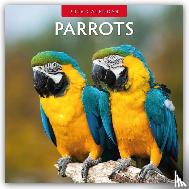 Red Robin - Parrots 2026 Square Wall Calendar