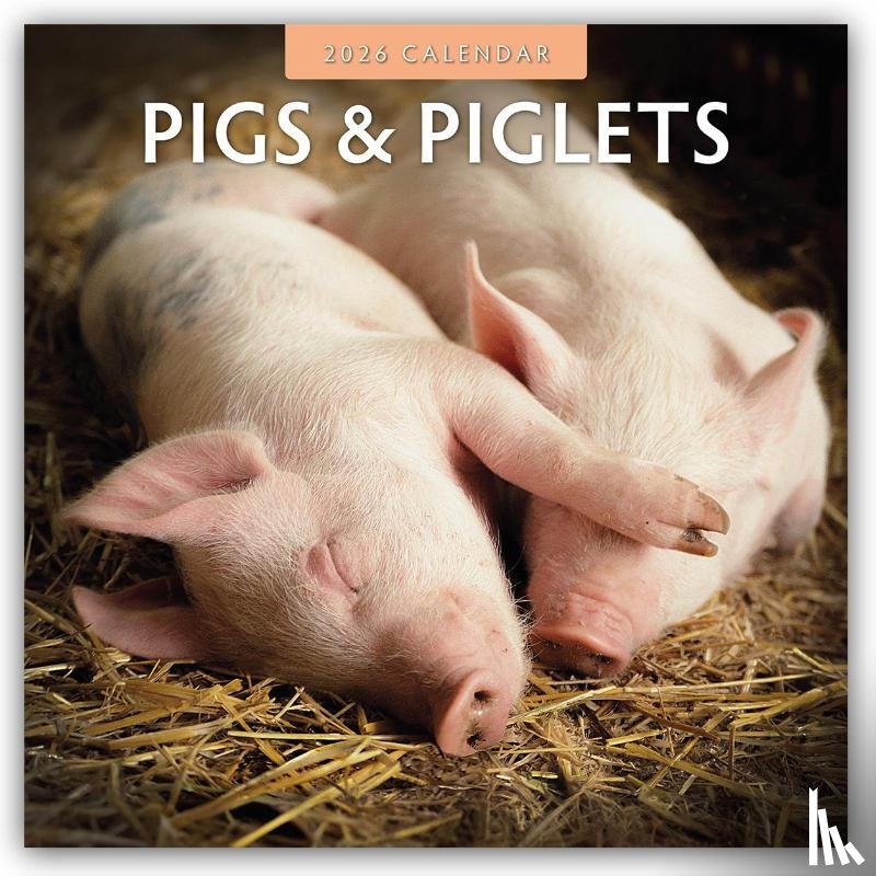Red Robin - Pigs & Piglets 2026 Square Wall Calendar
