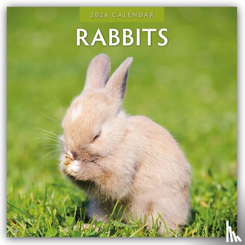 Red Robin - Rabbits 2026 Square Wall Calendar