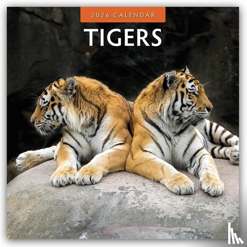 Red Robin - Tigers 2026 Square Wall Calendar