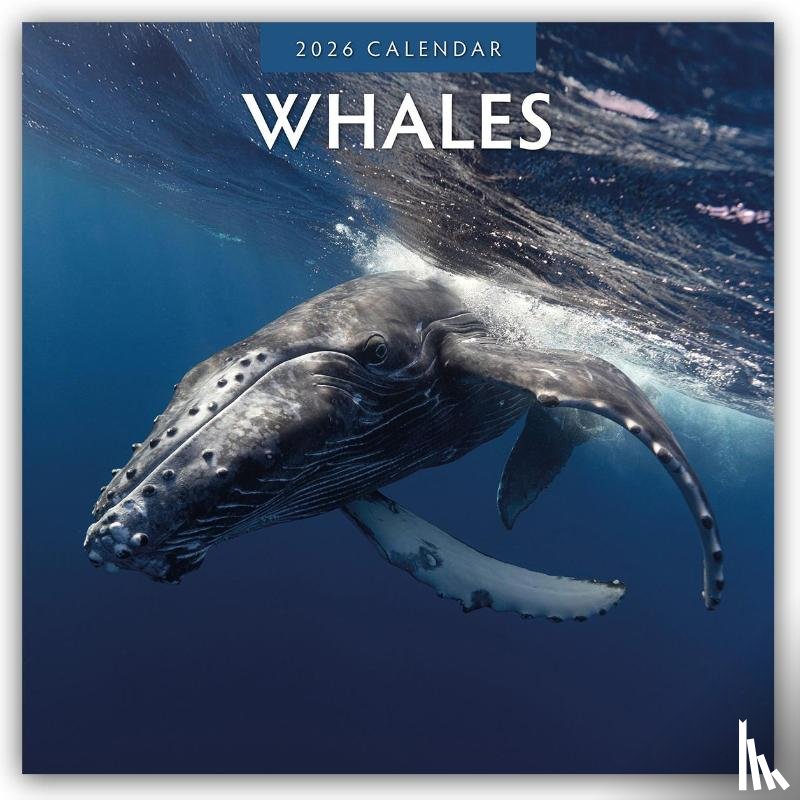 Red Robin - Whales 2026 Square Wall Calendar