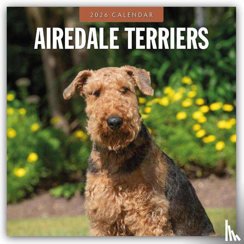 Red Robin - Airedale Terriers 2026 Square Wall Calendar