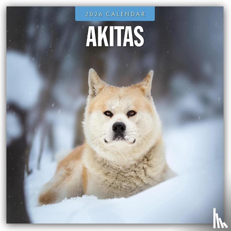 Red Robin - Akitas 2026 Square Wall Calendar