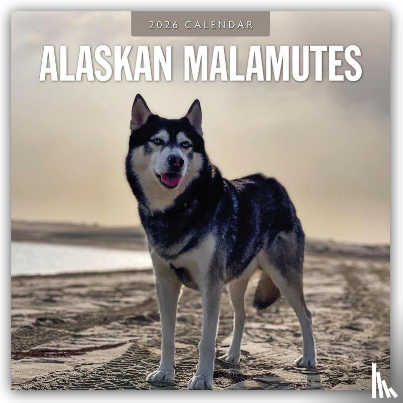 Red Robin - Alaskan Malamutes 2026 Square Wall Calendar