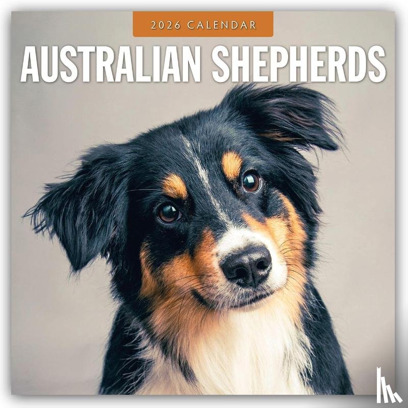 Red Robin - Australian Shepherds 2026 Square Wall Calendar