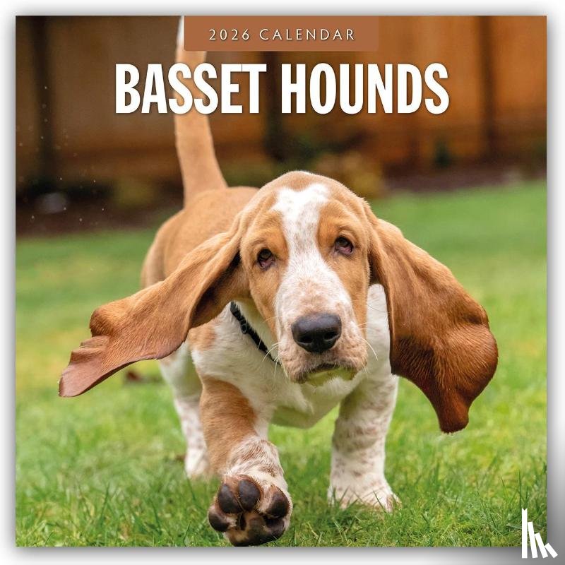 Red Robin - Basset Hounds 2026 Square Wall Calendar
