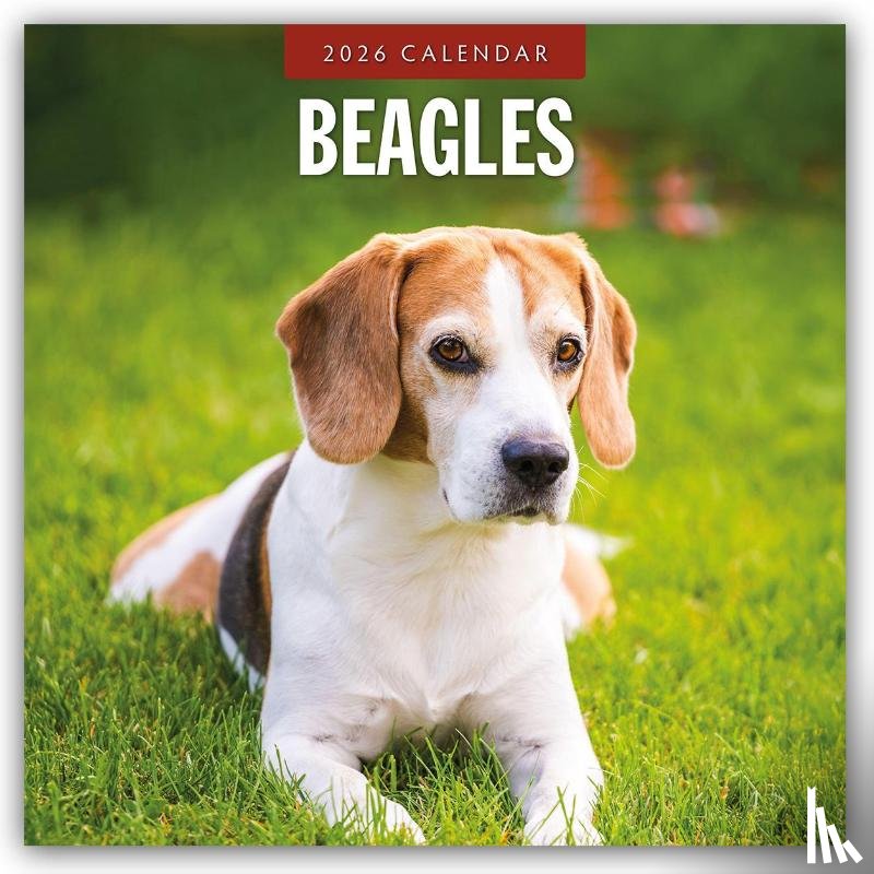 Red Robin - Beagles 2026 Square Wall Calendar