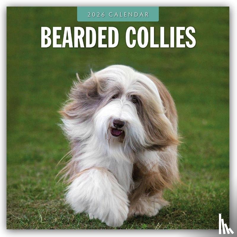Red Robin - Bearded Collies 2026 Square Wall Calendar