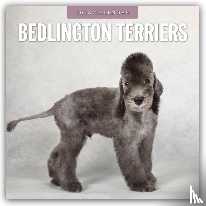 Red Robin - Bedlington Terriers 2026 Square Wall Calendar