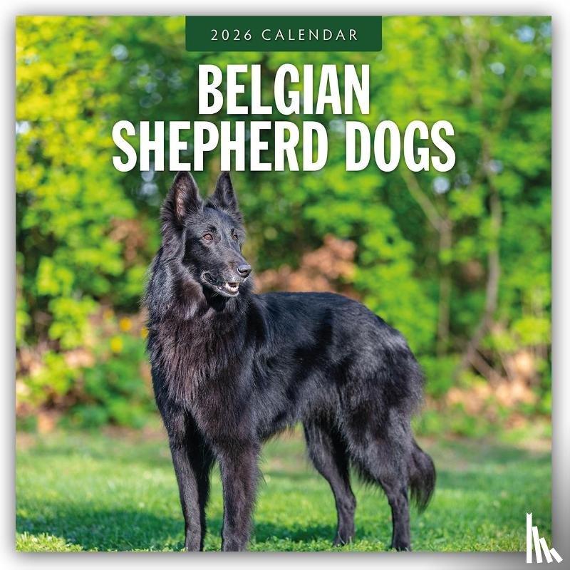 Red Robin - Belgian Shepherd Dogs 2026 Square Wall Calendar
