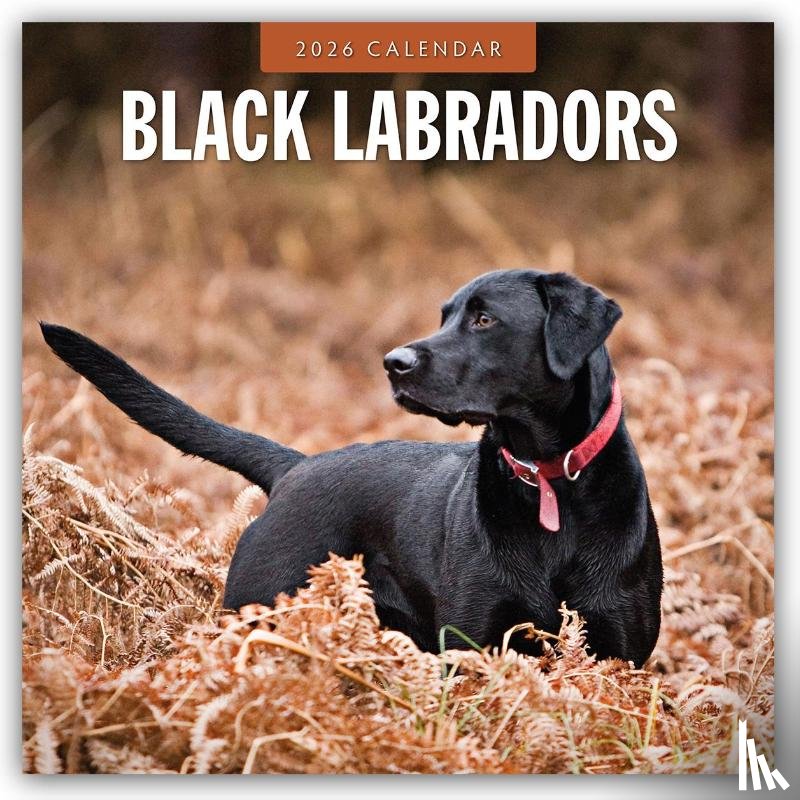 Red Robin - Black Labradors 2026 Square Wall Calendar