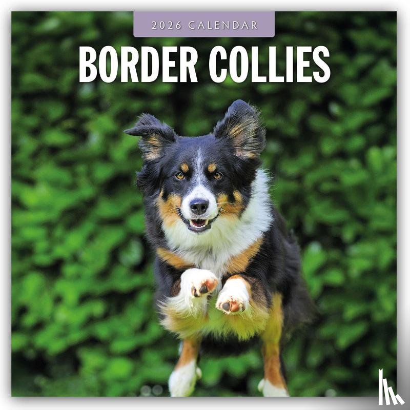 Red Robin - Border Collies 2026 Square Wall Calendar