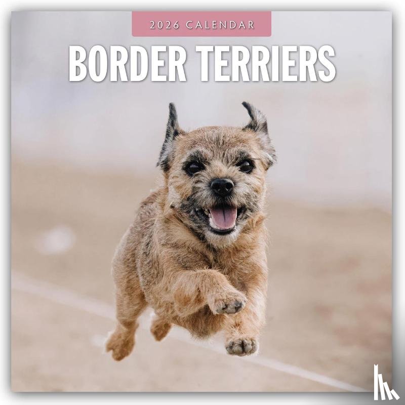 Red Robin - Border Terriers 2026 Square Wall Calendar
