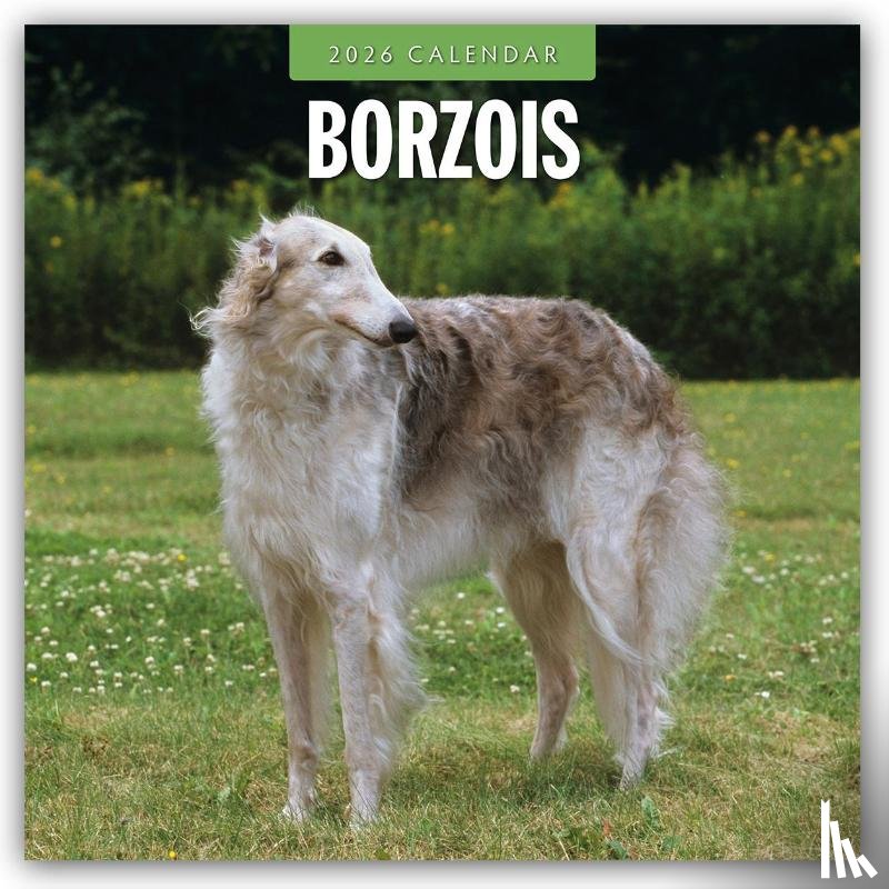 Red Robin - Borzois 2026 Square Wall Calendar