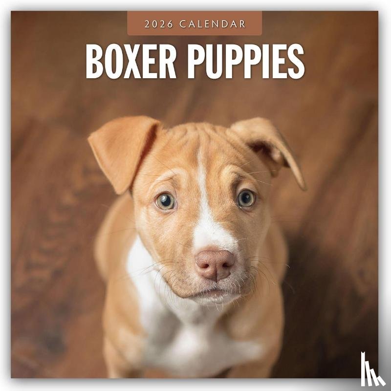Red Robin - Boxer Puppies 2026 Square Wall Calendar