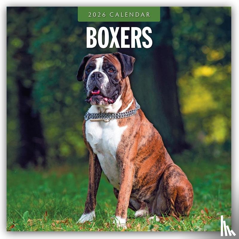 Red Robin - Boxers 2026 Square Wall Calendar
