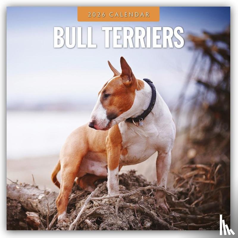 Red Robin - Bull Terriers 2026 Square Wall Calendar