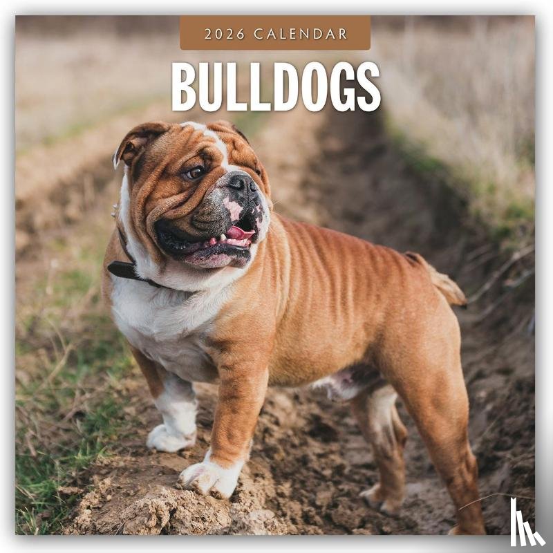 Red Robin - Bulldogs 2026 Square Wall Calendar