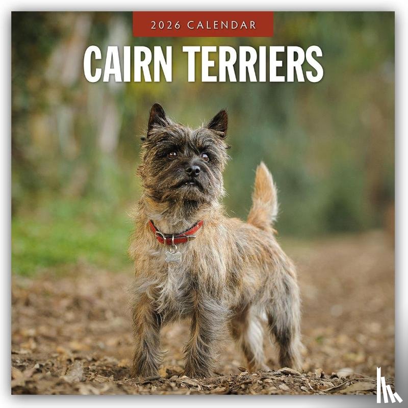 Red Robin - Cairn Terriers 2026 Square Wall Calendar