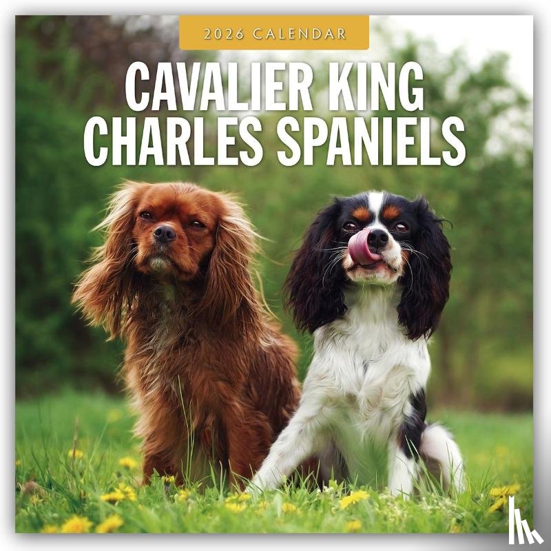 Red Robin - Cavalier King Charles Spaniels 2026 Square Wall Calendar