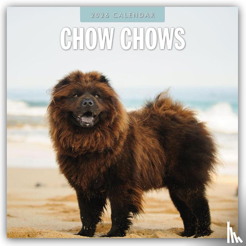 Red Robin - Chow Chows 2026 Square Wall Calendar
