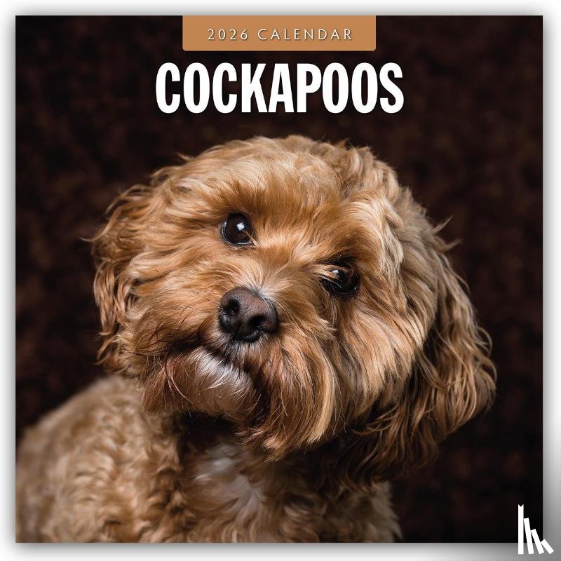 Red Robin - Cockapoos 2026 Square Wall Calendar