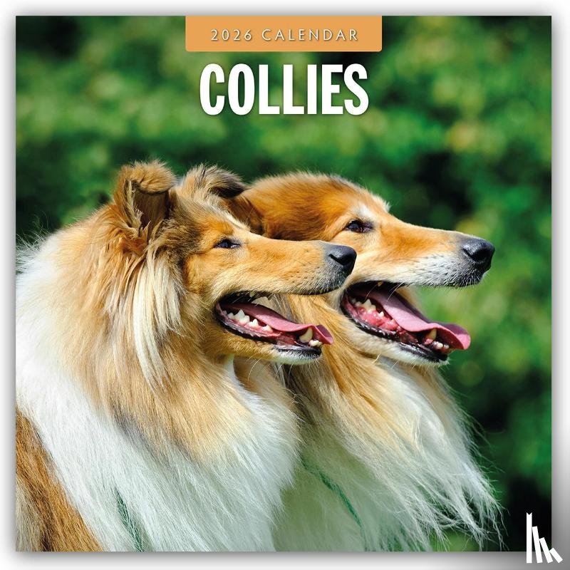 Red Robin - Collies 2026 Square Wall Calendar