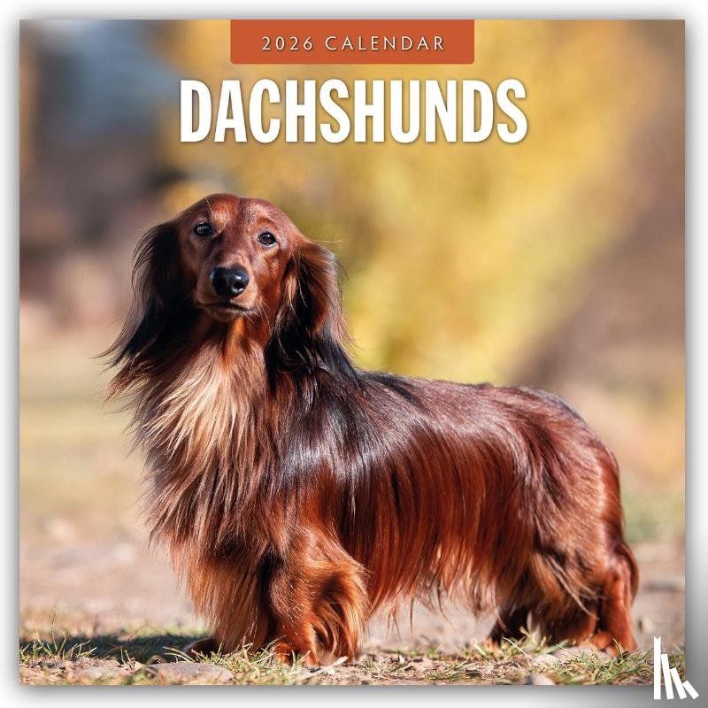 Red Robin - Dachshunds 2026 Square Wall Calendar