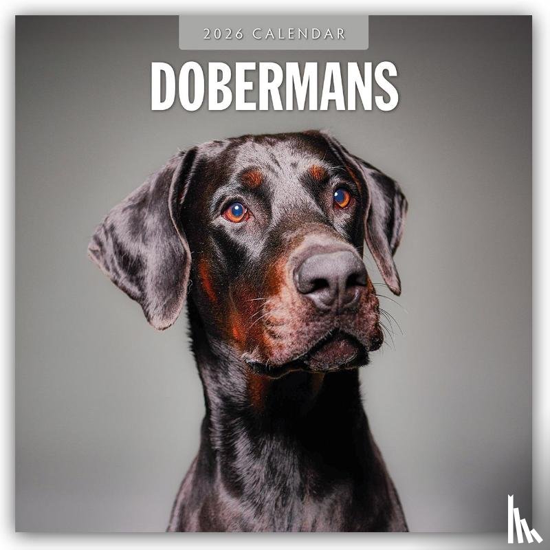 Red Robin - Dobermans 2026 Square Wall Calendar